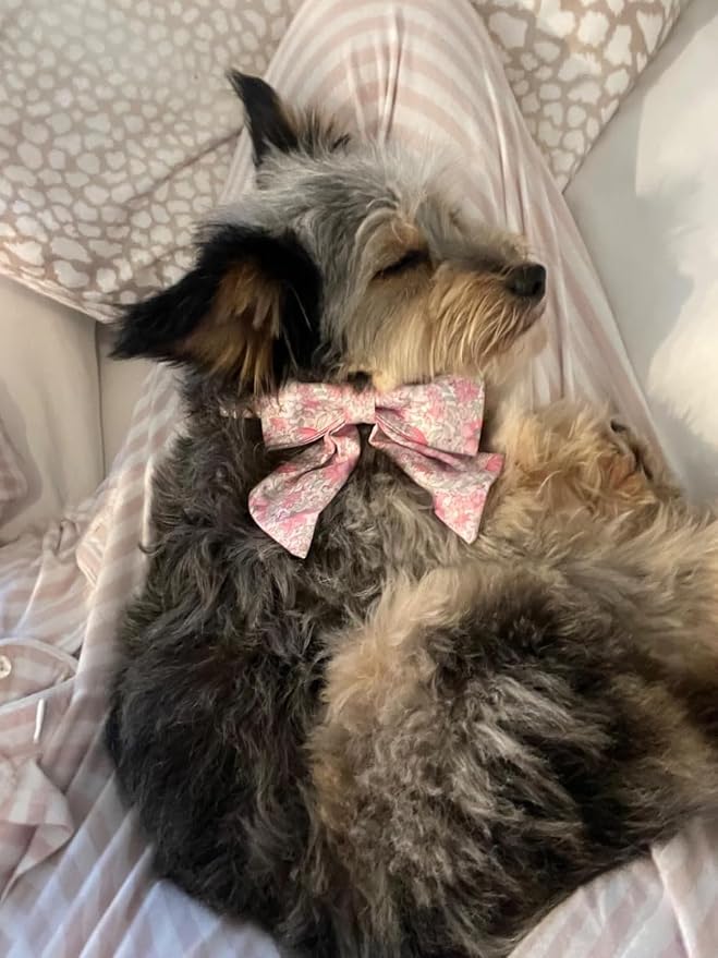 Lionet Paws Design Dogs Collar Cute Flower Sailor Bow Dog Collars for Girl Female Small Medium Dogs with Spring Floral XS