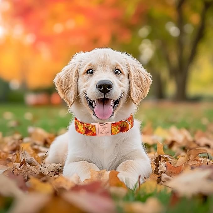 Fall Dog Collar for Medium Dogs - Gold Maple Leaves Tanksgiving Puppy Collar, Adjustable Heavy Duty Fall Festivel Cotton Dog Collars with Metal Buckle M