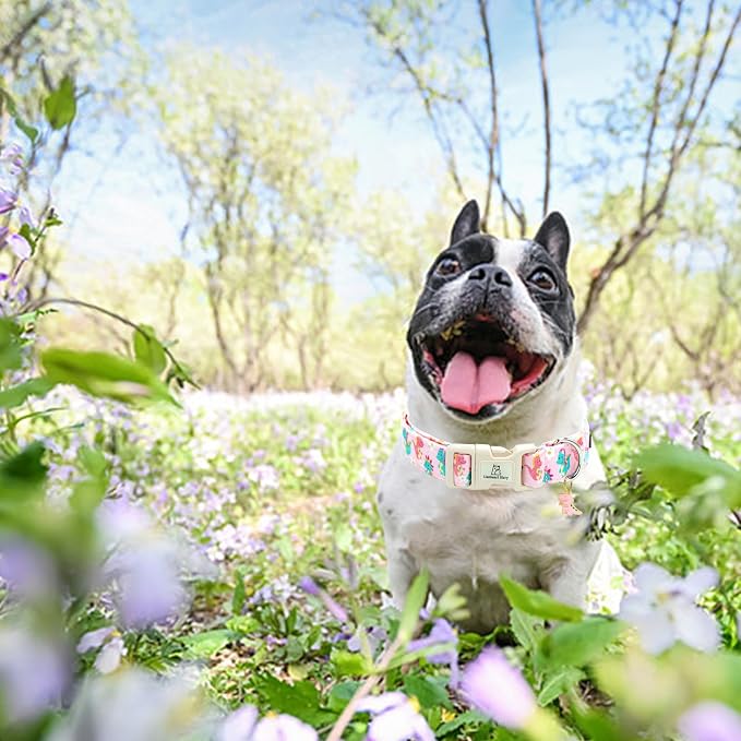 Lionheart glory Dog Collar Dinosaurs Pattern Cute Collar for X-Small Dogs Spring Summer Female or Male Collars Pet Gift Adjustable Heavy-Duty Puppy Collars