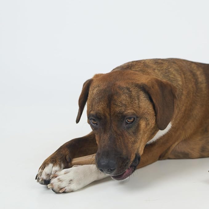 SPOT Bam-Bones Bone - Made with Strong Bamboo Fiber, Durable Long Lasting Dog Chew for Light to Moderate Chewers, Great Toy for Adult Dogs & Teething Puppies under 40lbs, 7.25in, Chicken Flavor