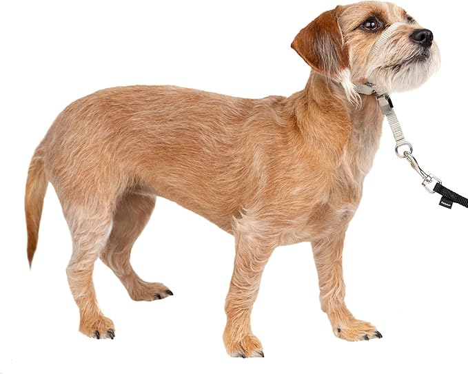 PetSafe Gentle Leader No-Pull Dog Headcollar - The Ultimate Solution to Pulling - Redirects Your Dog's Pulling for Easier Walks - Helps You Regain Control - Small, Silver