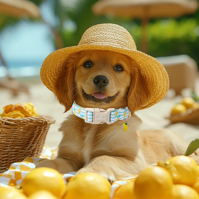 Maca Bates Summer Lemon Basic Dog Collar for Small Boy Girl with Yellow Lemon Charm,Summer Lemons Pattern,Adjustable Durable Soft Birthday Gift for Male Female Puppy