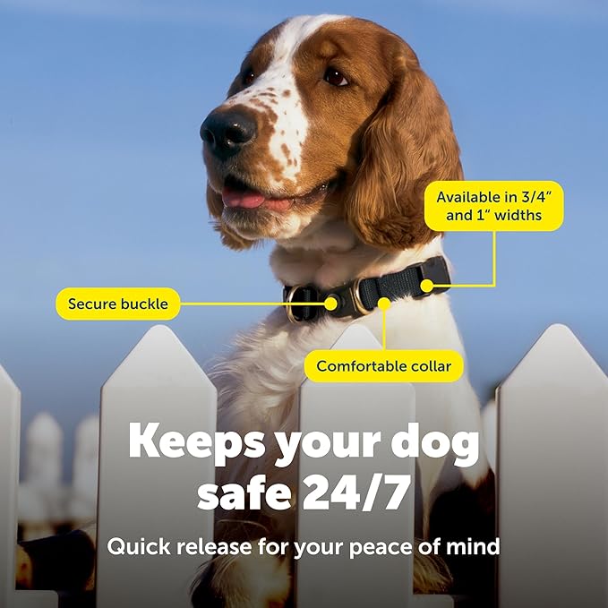 PetSafe KeepSafe Break-Away Collar 1 in Wide, Medium, Black Prevent Collar Accidents for Your Dog or Puppy Improve Safety, Compatible with Leash Use, Adjustable Sizes