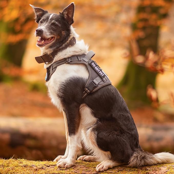 rabbitgoo Tactical Dog Harness for Small Dogs No Pull Adjustable Military Vest with Handle MOLLE Reflective Heavy Duty Dog Vest for Walking Training Hunting Outdoor Working Medium Size Dog Rose Red S