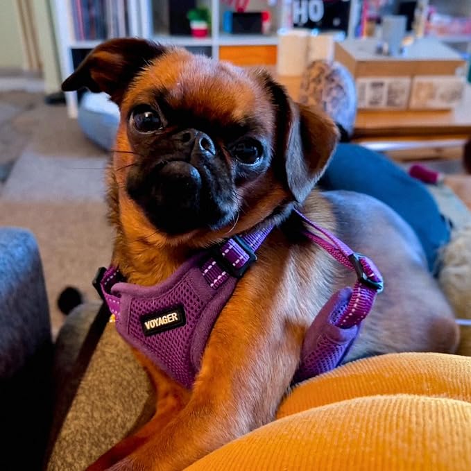Best Pet Supplies Voyager Adjustable Step-In Flex Breathable Mesh Dog Harness for Small Medium Large Dogs (Purple), M