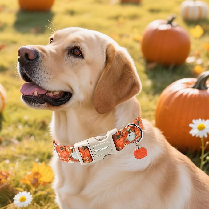 DOGWONG Fall Pumpkin Dog Collar- Cute Daisy Pumpkin Dog Collars Adjustable Orange Halloween Thanksgiving Dog Collar for Small Medium Large Dogs S