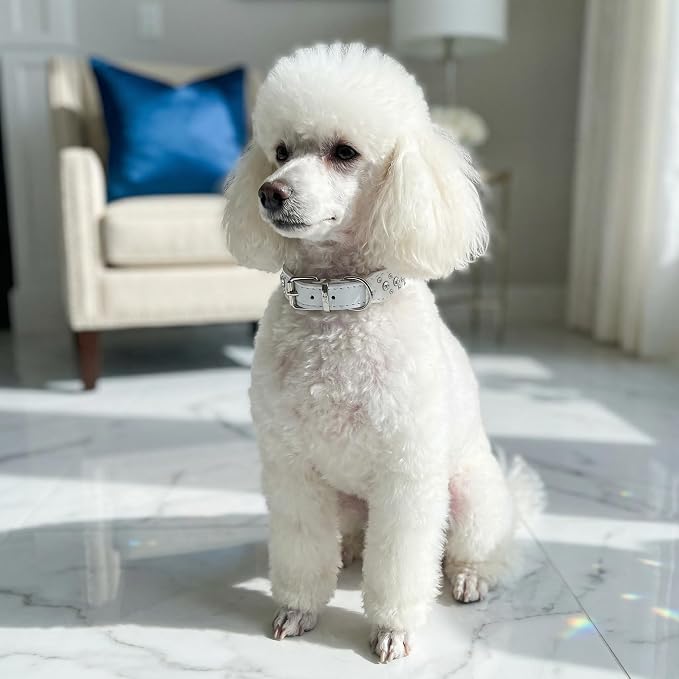 Rhinestone Dog Collar, Bling Rhinestone PU Leather Crystal Diamond Pet Dog Cat Puppy Collar Black S M L XL (XS, White)