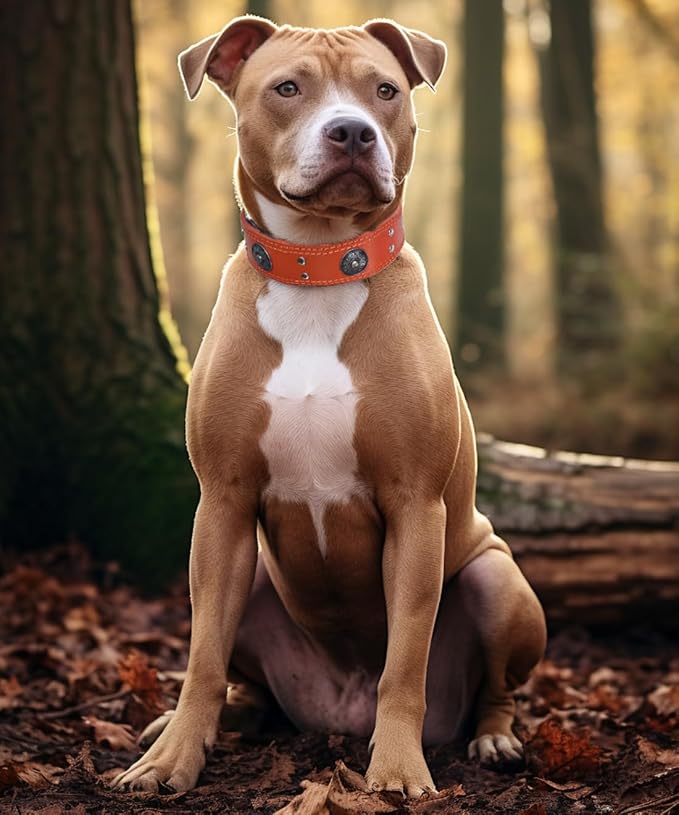 Genuine Leather Dog Collar for Large Dogs,2 in Wide Heavy Duty,OR-L | Handmade,Stainless Steel Pin Buckle,Soft Padded,Alloy Studded,Luxury Eye-catching Design,Medium Large Giant Breeds,21-25 in