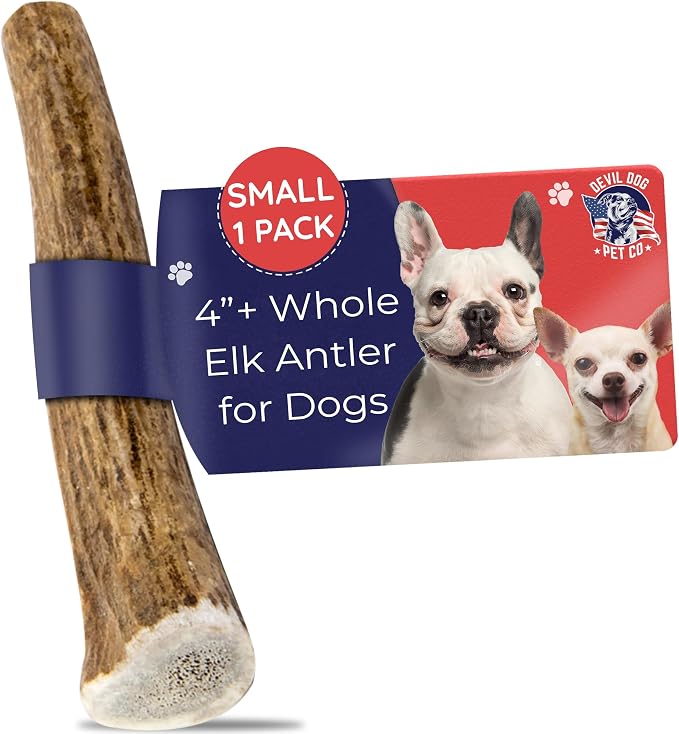 Devil Dog Pet Co. Elk Antlers for Dogs, Natural Dog Chew for Aggressive Chewers - Long Lasting and Odor Free - USA Sourced - Cleaner Teeth, Anxiety & Boredom Relief - Whole Small 4"+ - Antler Bone