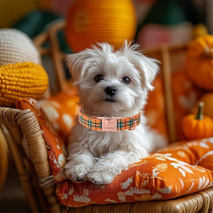 Fall Dog Collar for Puppy Small Dogs - Vintage Orange Green Plaid Tanksgiving Puppy Collar, Adjustable Heavy Duty Halloween Festivel Dog Collars with Metal Buckle XS