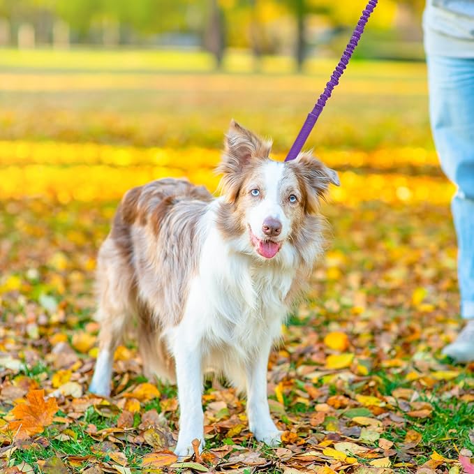 WYuZe 4-5.5 FT Bungee Dog Leash, Reflective Shock Absorbing Elastic Nylon Leash with Comfortable Handle, for Strong Puppy/Medium Dogs Anti-Pull Training Walking (Purple, 3/4"-Wide)