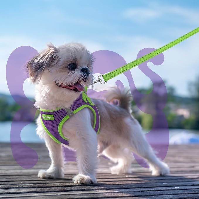 rabbitgoo Dog Harness Small Sized and Leash Set, Step-in Breathable Pet Harness, Soft Walking Reflective Puppy Vest for Small Dogs, Purple & Green, S