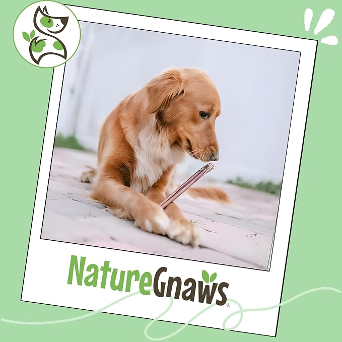 Nature Gnaws Bully Sticks for Dogs 11-12" (8oz) - Mixed Thickness - Long Lasting for Aggressive Chewers and Large Dogs - Natural Beef Dog Chew Bones