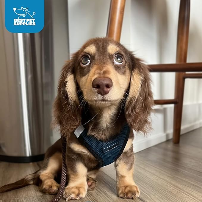 Best Pet Supplies - All Weather Mesh / Plush, Reflective, No Pull Harness for Small, Medium Dogs, Cats - Secure with Hook & Loop Fastener, Buckle, Double D-Rings - Blue/Black Trim, L