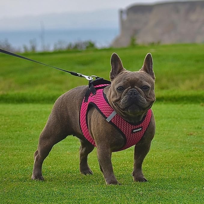 Best Pet Supplies - All Weather Mesh/Plush, Reflective, No Pull Harness for Small, Medium Dogs, Cats - Secure with Hook & Loop Fastener, Buckle, Double D-Rings - Fuchsia 2-Tone, L