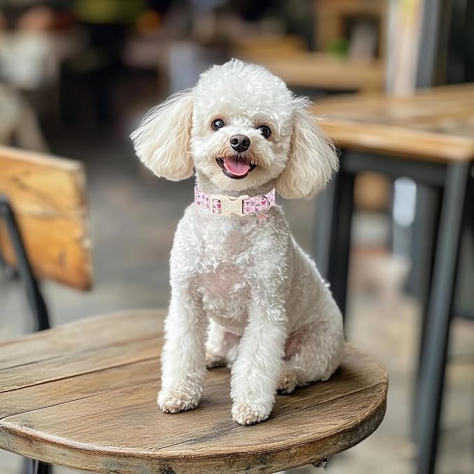 Pink Dog Collar Girl Dog Collars for Puppy Small Dogs - Lightweight Adjustable Spring Butterfly Female Dogs Everyday Collar with Quick Release Buckle XS