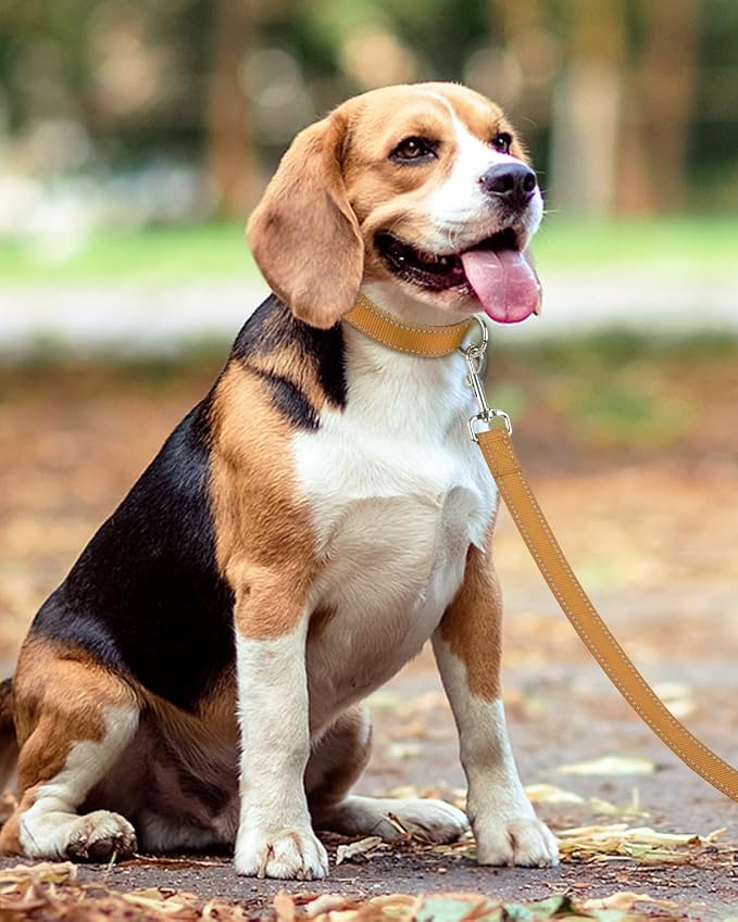 Taglory Dog Leash for Small Dogs, Double-Sided Reflective for Night Walking, Neoprene Padded Handle, 3/4 inch by 4 ft, Lightweight for Small Medium Breeds up to 30 lbs, Tan