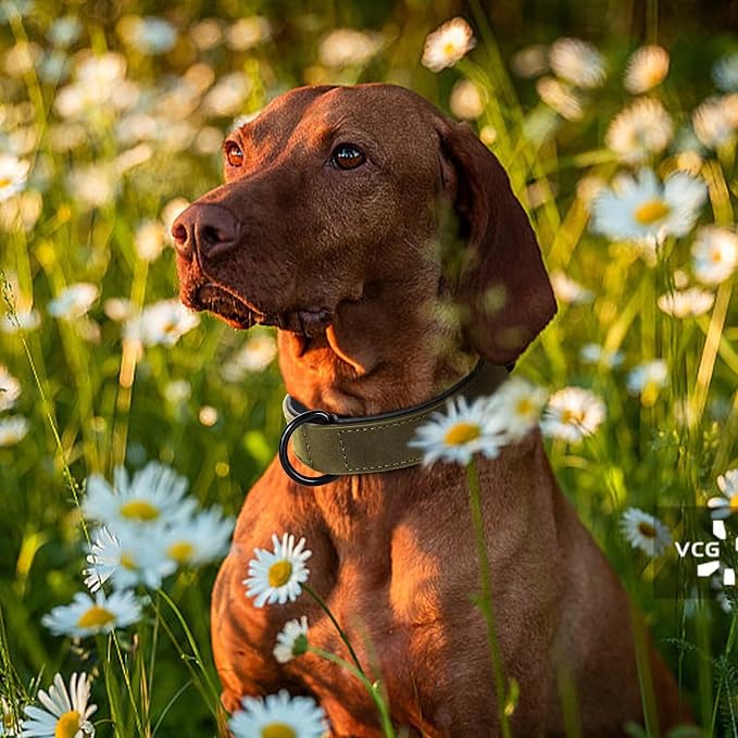 Didog Soft Padded PU Leather Dog Collar, Breathable and Adjustable Dog Collars for Medium Dogs, Comfortable for Daily Walk, Dark Green, L Fit Neck 14-18"(22-44 lbs)