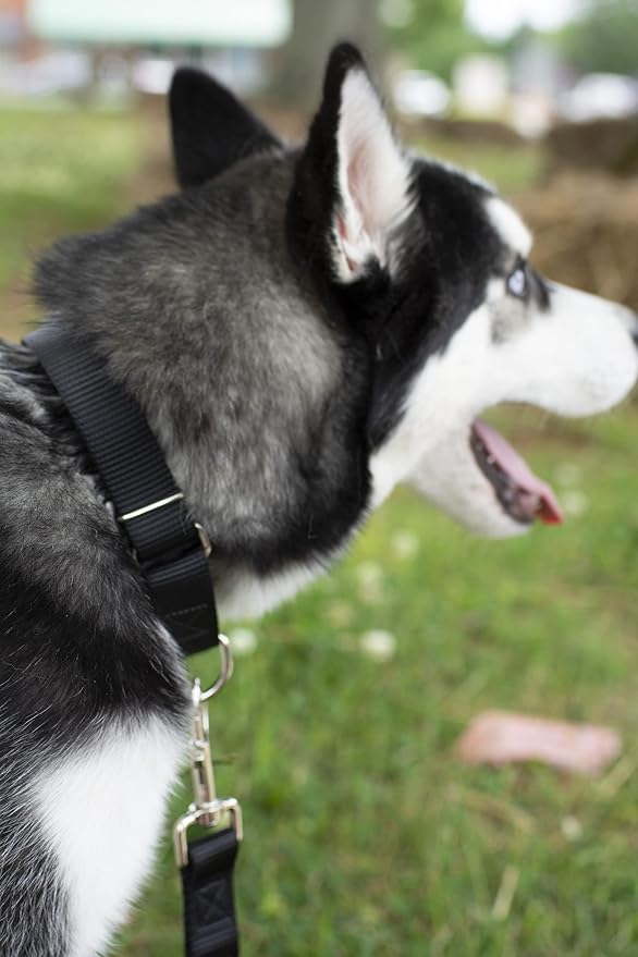 Country Brook Petz - Everyday Nylon Dog Leash - Strong, Durable, Solid Color Leash with Easy to Use Snap - 25+ Colors (1 Inch Wide, 6 Foot, Black)