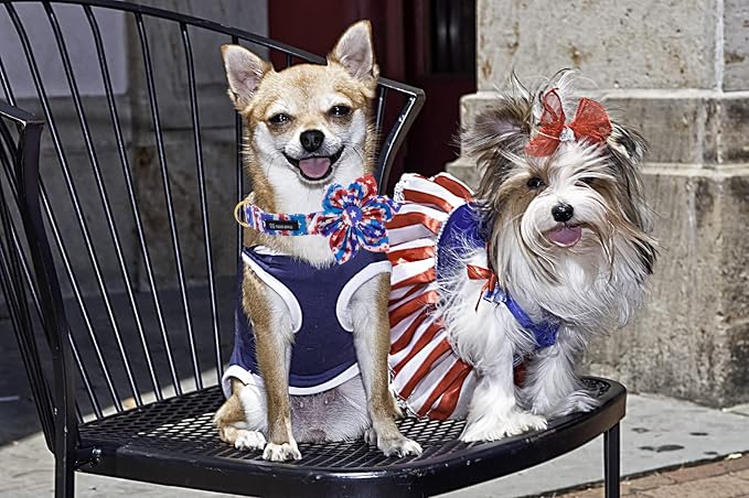 Maca Bates American Flag 4th of July Dog Collar with Flower Bow 4 of 7 for Dogs Adjustable Durable Star Patriotic USA Collars Summer Independence Day for Small Medium Large XL Boy Girl Puppy