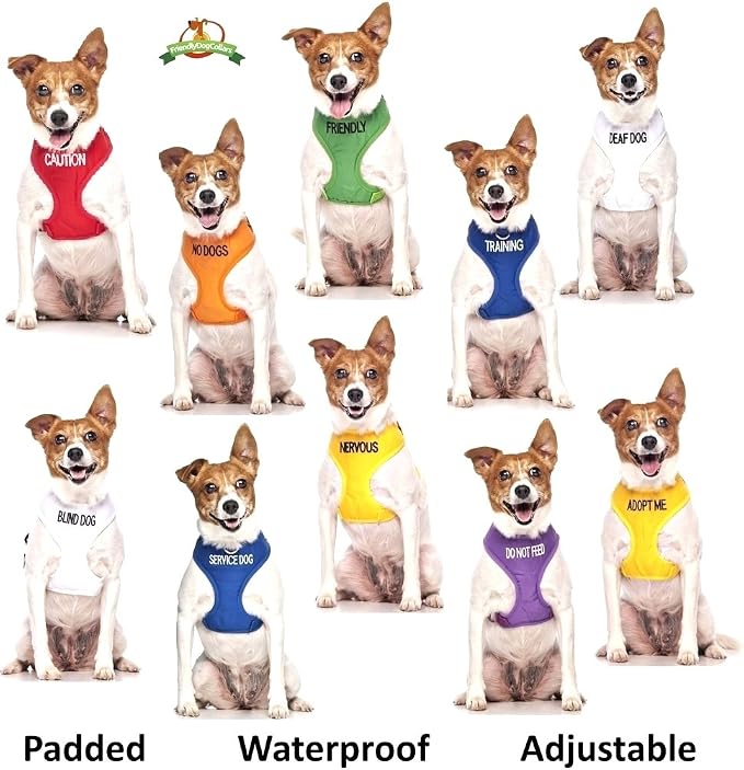 Dexil Training (in Training/Do Not Disturb) Blue Warning Dog Colour Coded Padded 1.8m 6ft Lead Leash