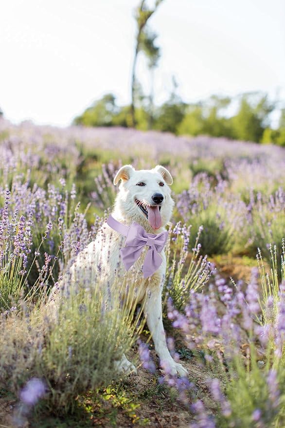 Unique style paws Purple Silk Dog Collar Adjustable Durable Dog Collar with Bow Fashion Bowtie Collar for Large Dogs