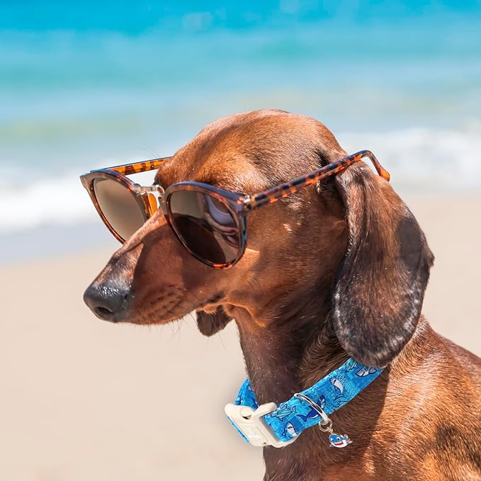 Maca Bates Summer Shark Basic Dog Collar Beach Puppy Collars for Extra Large Dogs Adjustable Durable Soft Comfortable Blue Sharks for Boy Girl Male Female Pet with White Safety Buckle