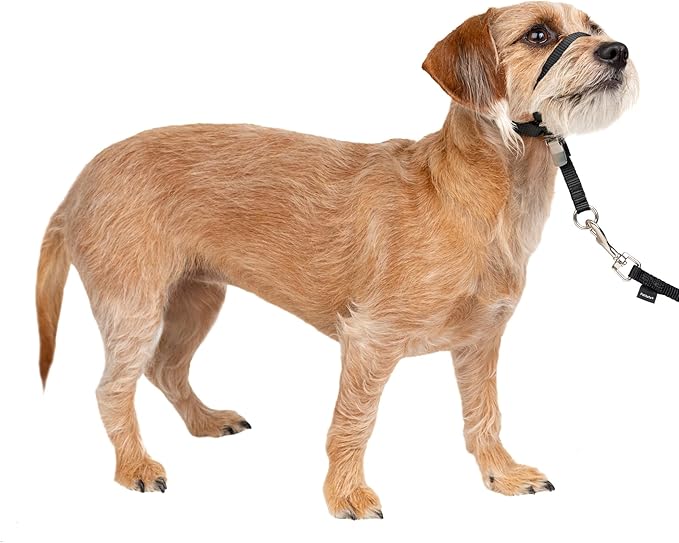 PetSafe Gentle Leader No-Pull Dog Headcollar - The Ultimate Solution to Pulling - Redirects Your Dog's Pulling for Easier Walks - Helps You Regain Control - Small, Black