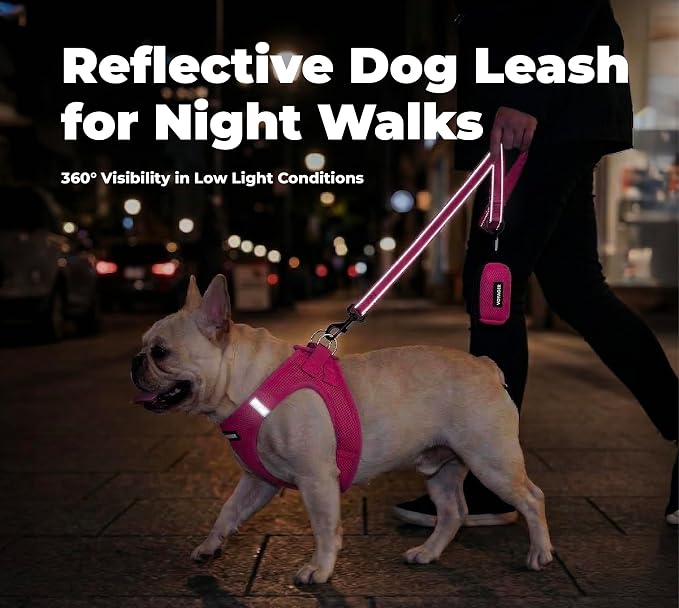 Best Pet Supplies Voyager Reflective Dog Leash or Collar with Neoprene Handle, for Small, Medium, and Large Breed Puppies, Cute and Heavy Duty for Walking, Running and Training - Fuchsia (Leash), M