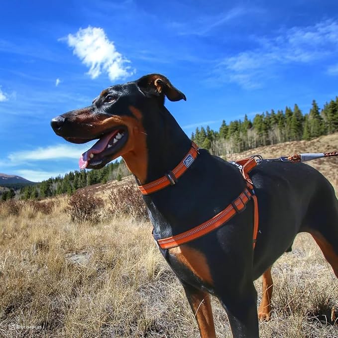 Coastal Pet K9 Explorer Reflective Adjustable Dog Collar - Comfortable Collar for the Outdoors - Durable, Lightweight Accessory with Side-Release Buckle - Sapphire, 5/8" x 10-14"