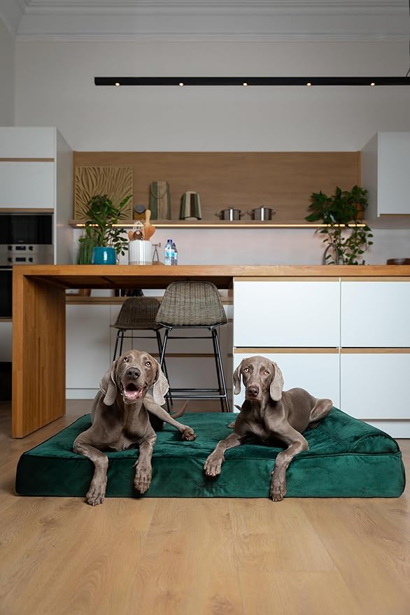 NOAH & PAW Giant Dog Bed XXL 55x45x9.5 Inch, Orthopedic Dog Beds, Eggshell Memory Foam Infused with Cooling Gel, Water Resistant, Machine Washable, Includes Inner Cover (Velvet Collection)