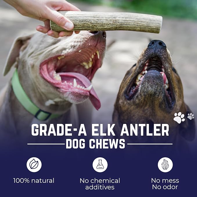 Devil Dog Pet Co. Elk Antlers for Dogs, Natural Dog Chew for Aggressive Chewers - Long Lasting and Odor Free - USA Sourced - Cleaner Teeth, Anxiety & Boredom Relief - Whole Small 4"+ - Antler Bone