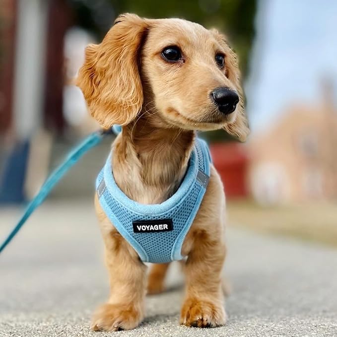 Best Pet Supplies Voyager Step-in Air All Weather Mesh Harness and Reflective Dog 5ft Leash Combo with Neoprene Handle, for Small, Medium and Large Breed Puppies - Baby Blue, Small