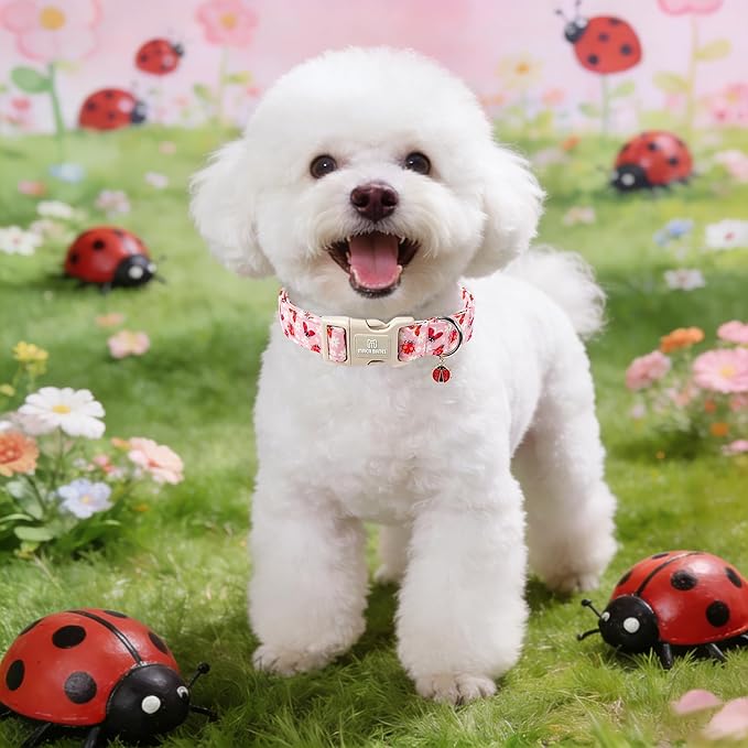 Maca Bates Spring Pink Basic Dog Collar with Ladybug Charm for Extra Small Girl Boy Dogs, Ladybugs Pattern,Pretty Adjustable Durable Soft Collars Gift for Male Female Puppy
