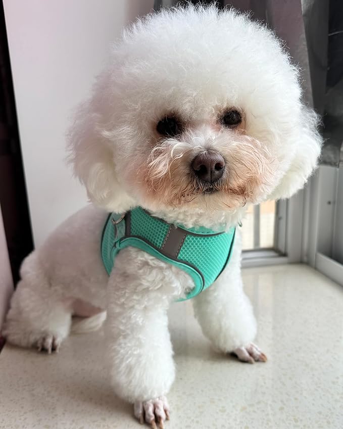 Solmoony Dog Harness for Small Medium Large Dogs No Pull, Puppy Harness and Leash Set, Puppy Harness, Step in Harness for Small Dogs,mesh Dog Harness. (Green, XXS)