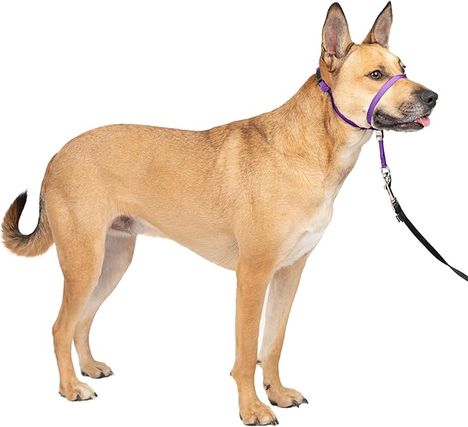PetSafe Gentle Leader No-Pull Dog Headcollar - The Ultimate Solution to Pulling - Redirects Your Dog's Pulling for Easier Walks - Helps You Regain Control - Medium, Deep Purple