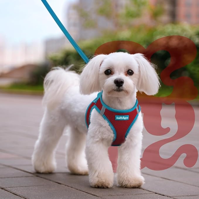 rabbitgoo Dog Harness Small Sized and Leash Set, Step-in Breathable Pet Harness, Soft Walking Reflective Puppy Vest for Small Dogs, Red & Teal, M