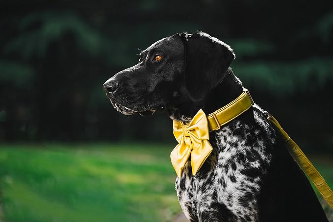 Unique Style Paws Silk Yellow Color Dog Collar with Bow, Large Dogs