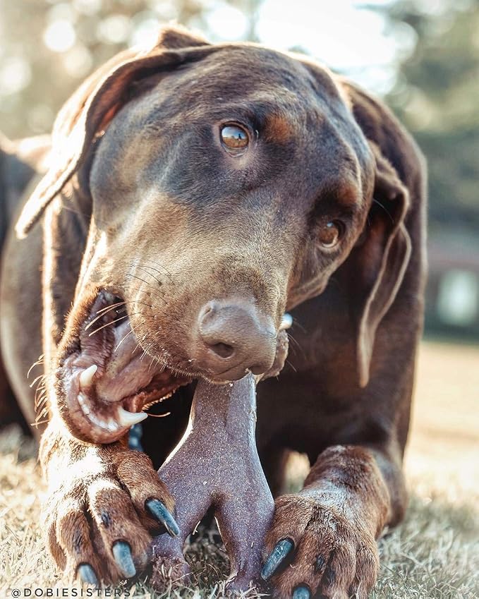 SPOT Bam-Bones Wishbone Dog Chew Toy, Bamboo Fiber Blend, Non-Splintering Durable Chew for Light to Moderate Chewers, Adult Dogs & Teething Puppies 25–50 lbs, Bacon Flavor, 7 in