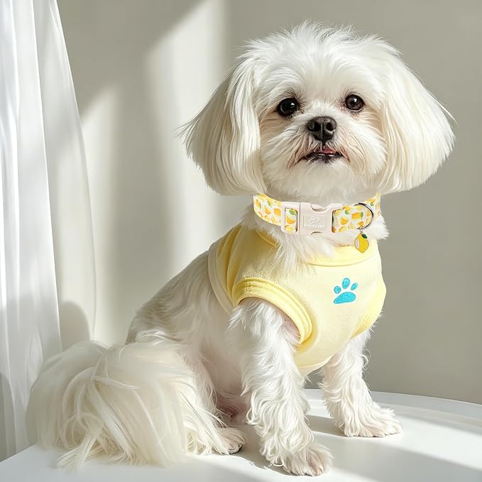 Summer Dog Collar Yellow Lemon Dog Collars for Giant Large Dogs - Lightweight Adjustable Cute Male Female Dogs Everyday Collar with Safety Buckle XL