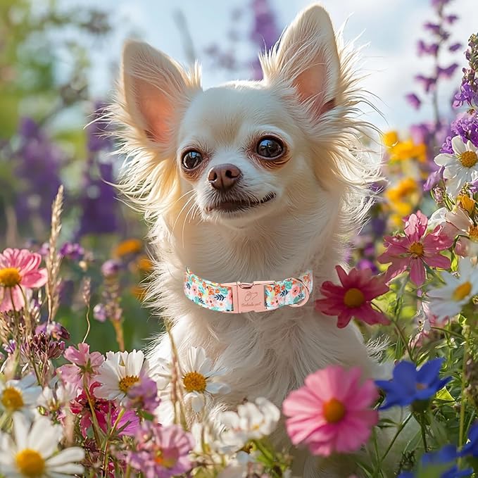 Floral Dog Collar - Cute Summer Flowers Dog Collars for Medium Dogs, Durable Adjustable Male Female Puppy Collar with Metal BuckleM