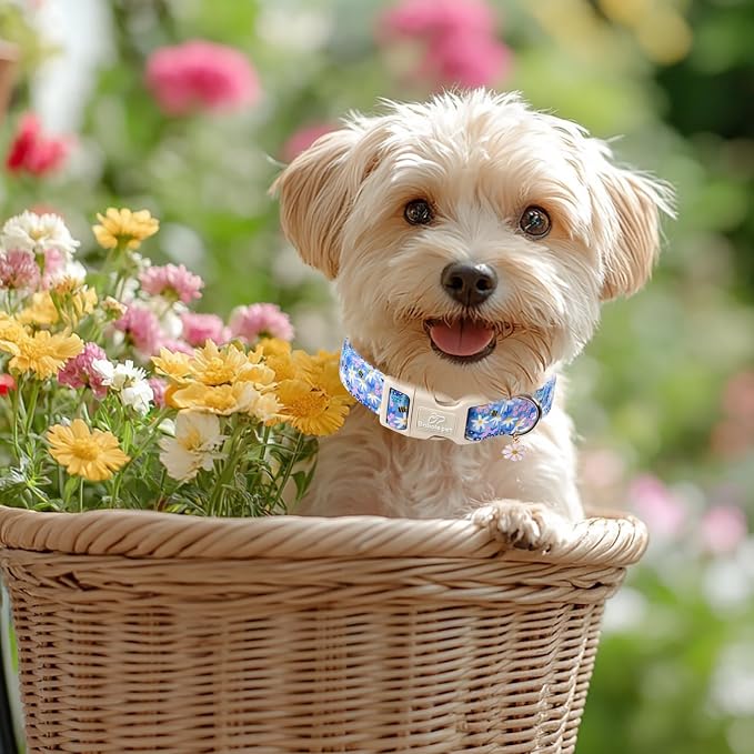 Floral Dog Collar for Medium Dogs - Cute Spring Dog Collars, Soft Lightweight Bee & Daisy Puppy Collar, Breathable Adjustable Male Female Blue Wildflowers Dogs Collars M