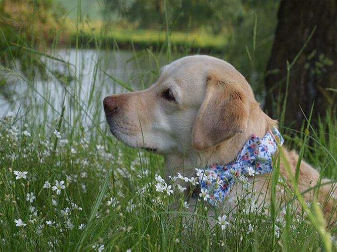 Unique style paws Dog Collar Bow tie Collar Adjustable Collars for Dogs and Cats Small Medium Large