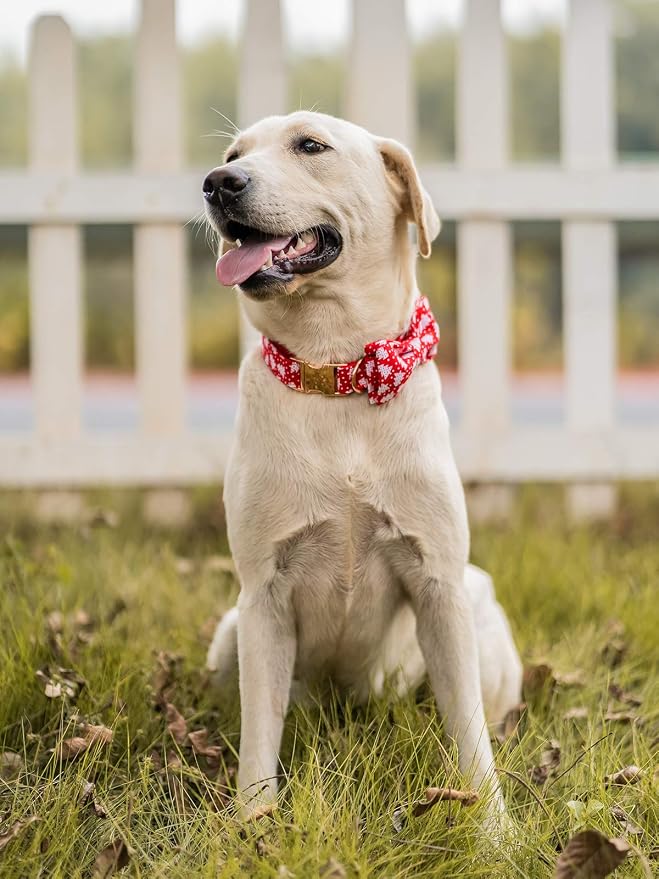 Elegant little tail Dog Collar with Bow, Cotton & Webbing, Bowtie Dog Collar, Adjustable Dog Collars for Small Medium Large Dogs and Cats