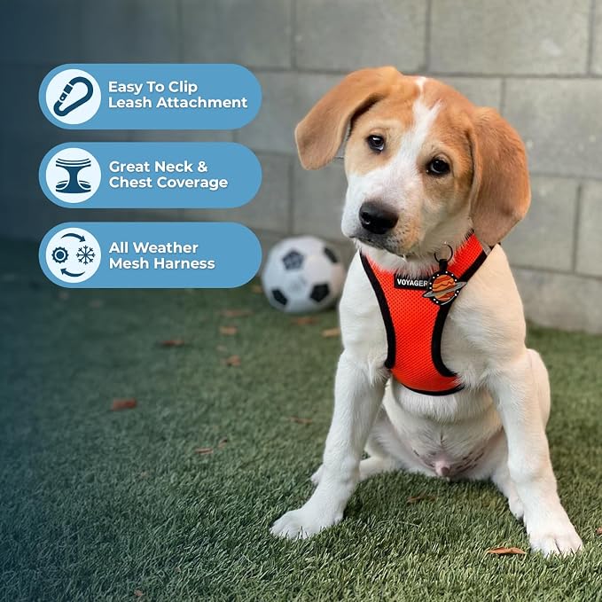 Best Pet Supplies Voyager Step-in Air Harness - All Weather Mesh, Reflective, No Pull Harness for Dogs, Cats - Secure with Hook & Loop Fastener, Buckle, Double D-Rings - Orange/Black Trim, L