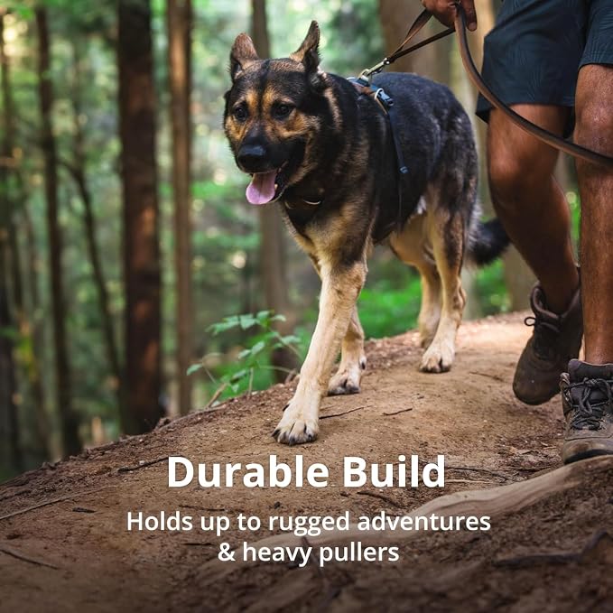 Ruffwear, Front Range Dog Harness, Reflective Soft Padded Everyday Harness with Dual Leash Clips, Adjustable and Lightweight Fit for Training or Walking for All Dogs, Coastal Mountains, XX-Small