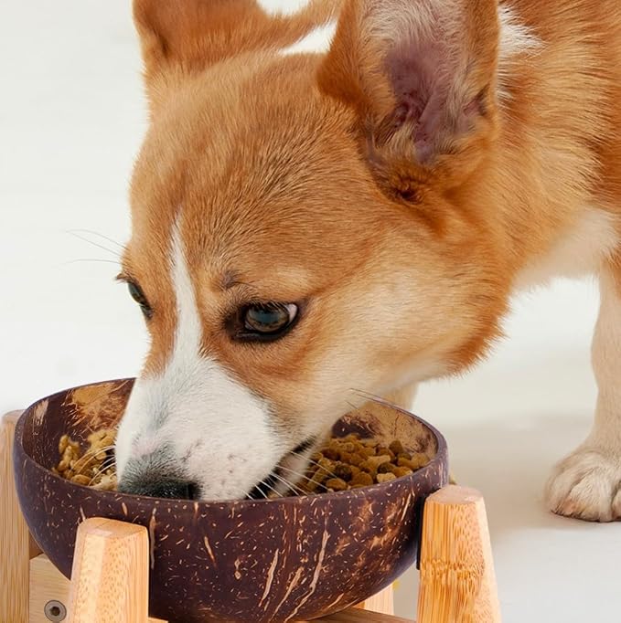 Raised Dog Bowl for Small Dogs - Elevated Natural Coconut Shell Bowl with Wood Stand - 20-oz Capacity
