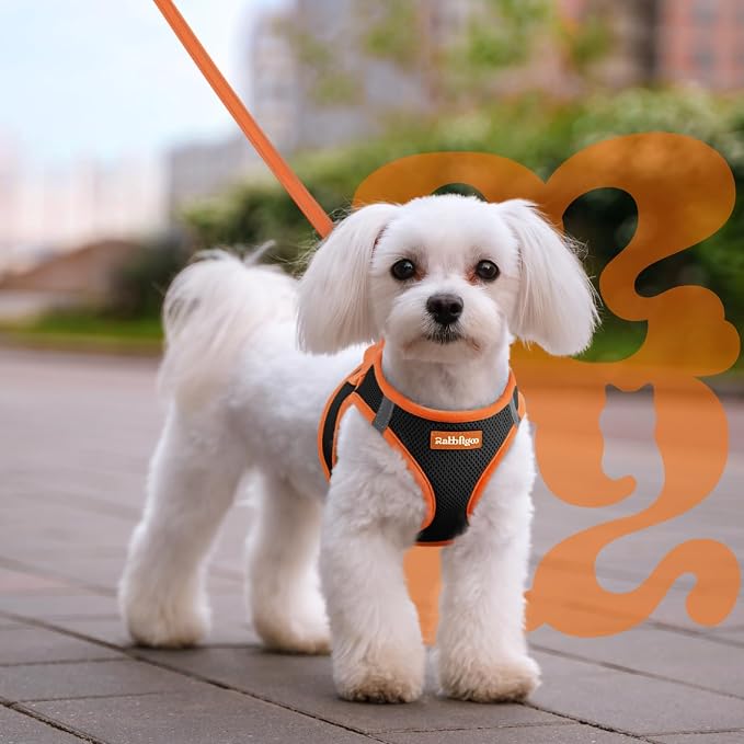 rabbitgoo Dog Harness Small Sized and Leash Set, Step-in Breathable Pet Harness, Soft Walking Reflective Puppy Vest for Small Dogs, Black & Orange, L