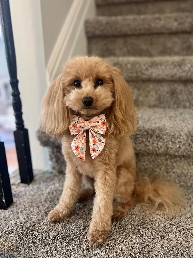 Lionet Paws Design Dogs Collar Cute Flower Sailor Bow Dog Collars for Girl Female Small Medium Dogs with Summer Floral M