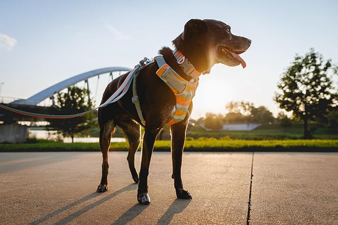 Ruffwear, Front Range Dog Collar, Adjustable Tubelok Webbing, Lightweight, Side Release Buckle, Aluminum V-Ring, Durable for Everyday Use, Blue Pool, 20"-26"